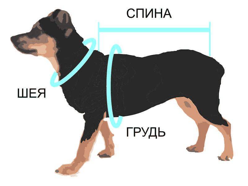 Холка у собаки: где находится и как правильно измерить