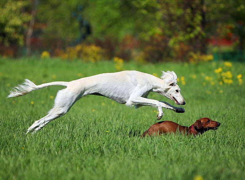 Самая быстрая собака в мире – pet-mir.ru