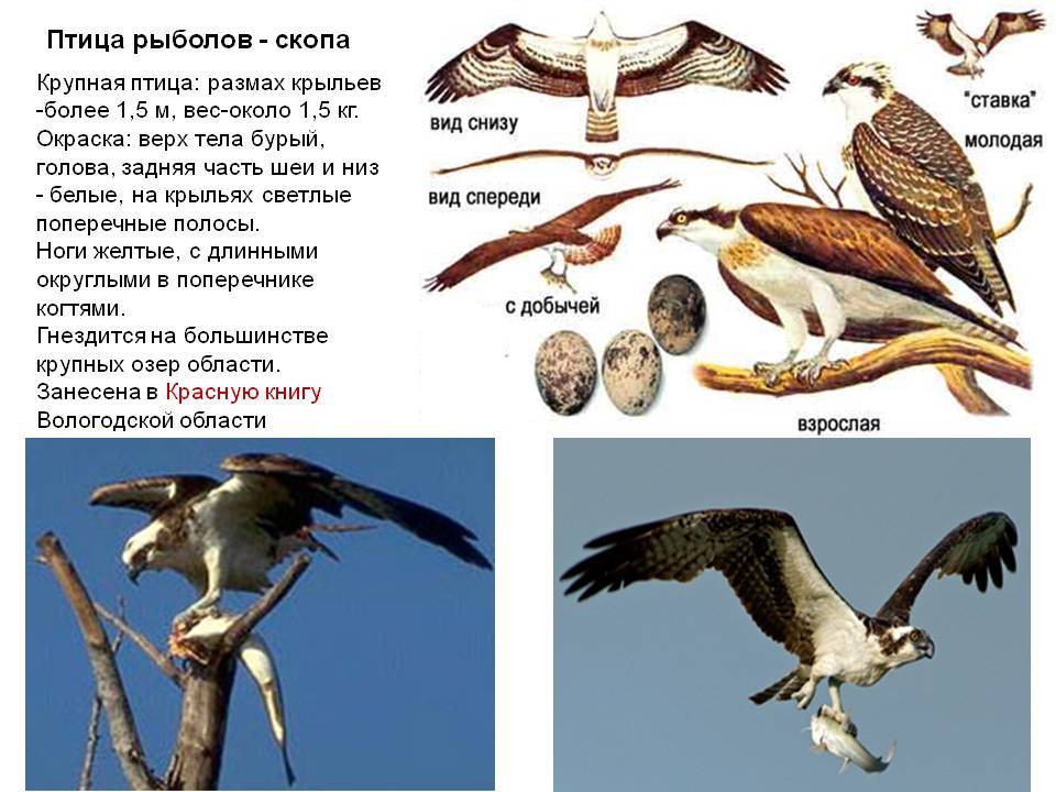 Птица скопа — символ 2018 года (описание, фото)