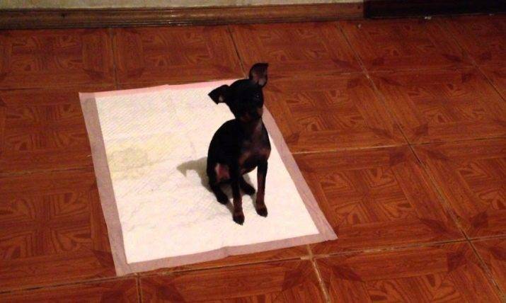 Как приучить щенка ходить в туалет на улицу. приучение собаки к туалету - dogtricks.ru