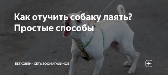 ᐉ как отучить щенка лаять на других собак? - zoomanji.ru