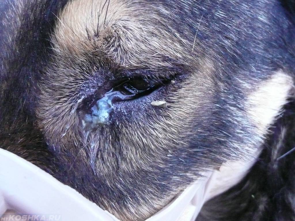 Почему у собаки слезятся глаза: причины и лечение покраснений | hill's