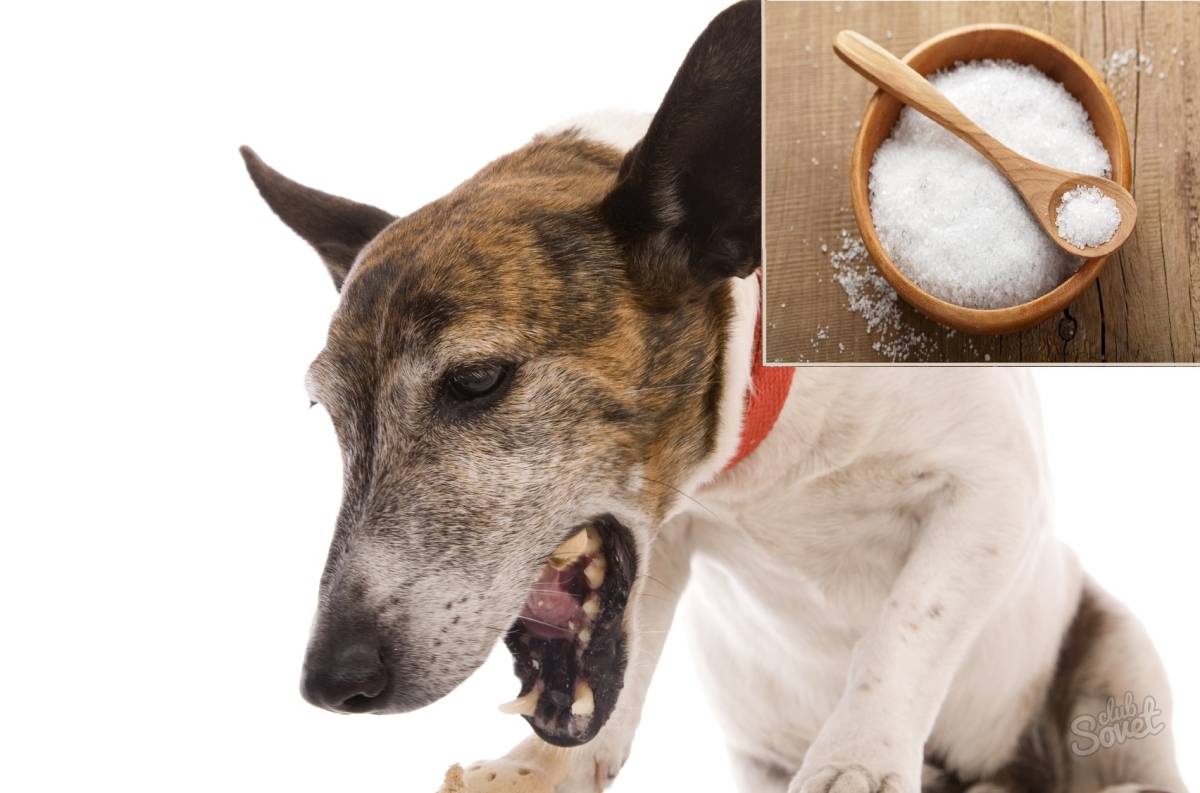 10 причин почему собака отказывается от еды