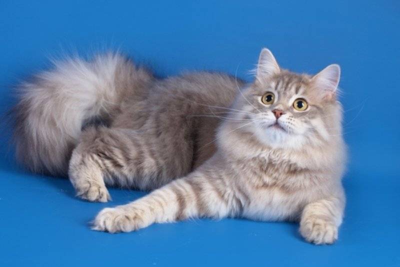 Хайленд страйт: шотландская прямоухая длинношерстная кошка