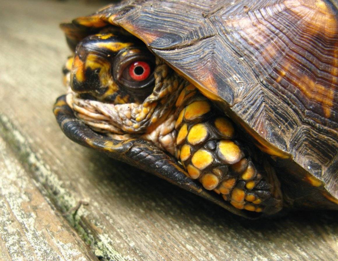 Черепахи – фото, описание, виды, ареал, рацион, враги