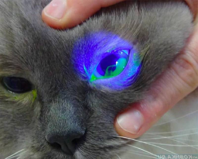 Что делать если у кота гноятся глаза