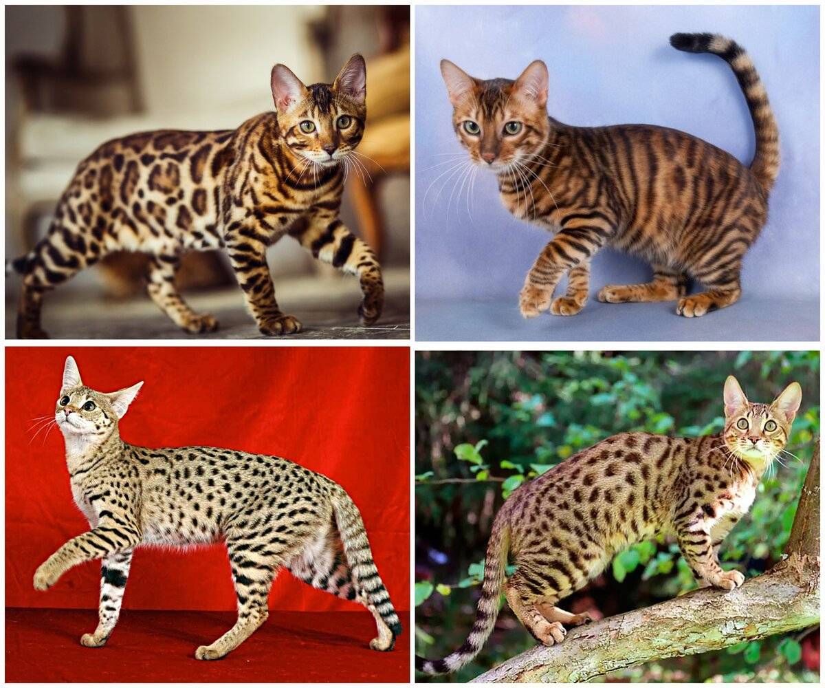 Серенгети кошка: характеристика породы, история возникновения и особенности содержания