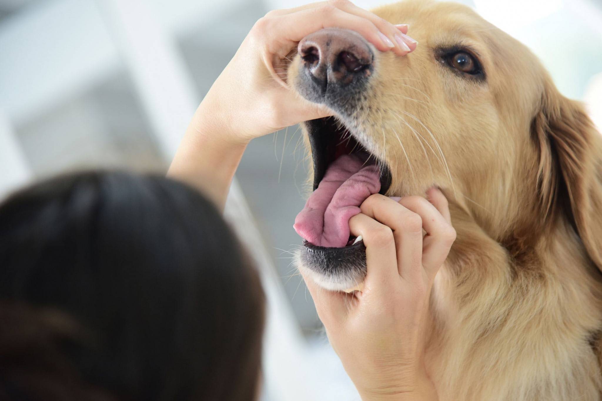 Почему собака часто чихает и фыркает? причины, что делать?