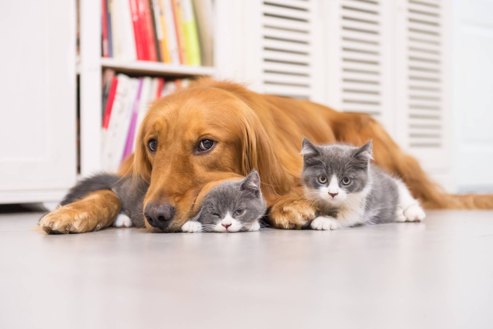 Кот или кошка: кого выбрать для проживания в квартире