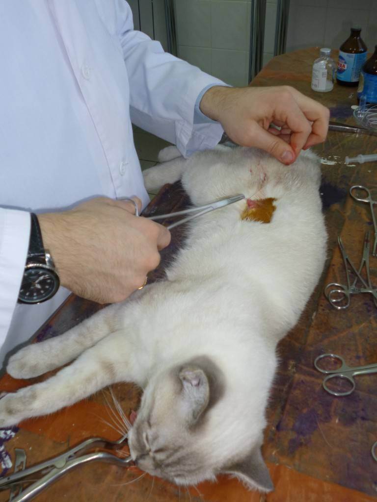 Кастрация кота, кошек: в каком возрасте кастрируют, стерилизуют британских котов, плюсы | минусы, подготовка, уход