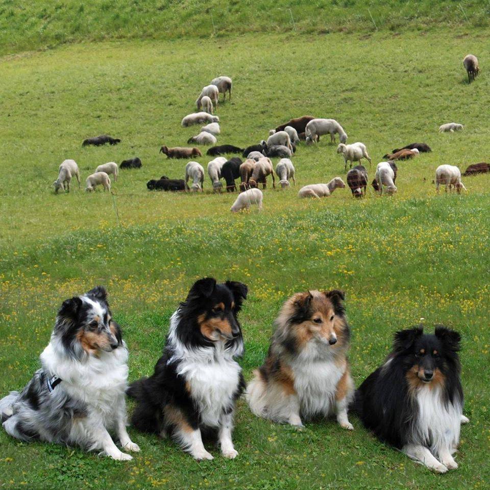 Породы собак пастушьи: названия, описания, характеристики :: syl.ru