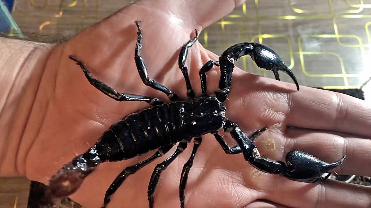 Малайзийский лесной скорпион | мир чудес