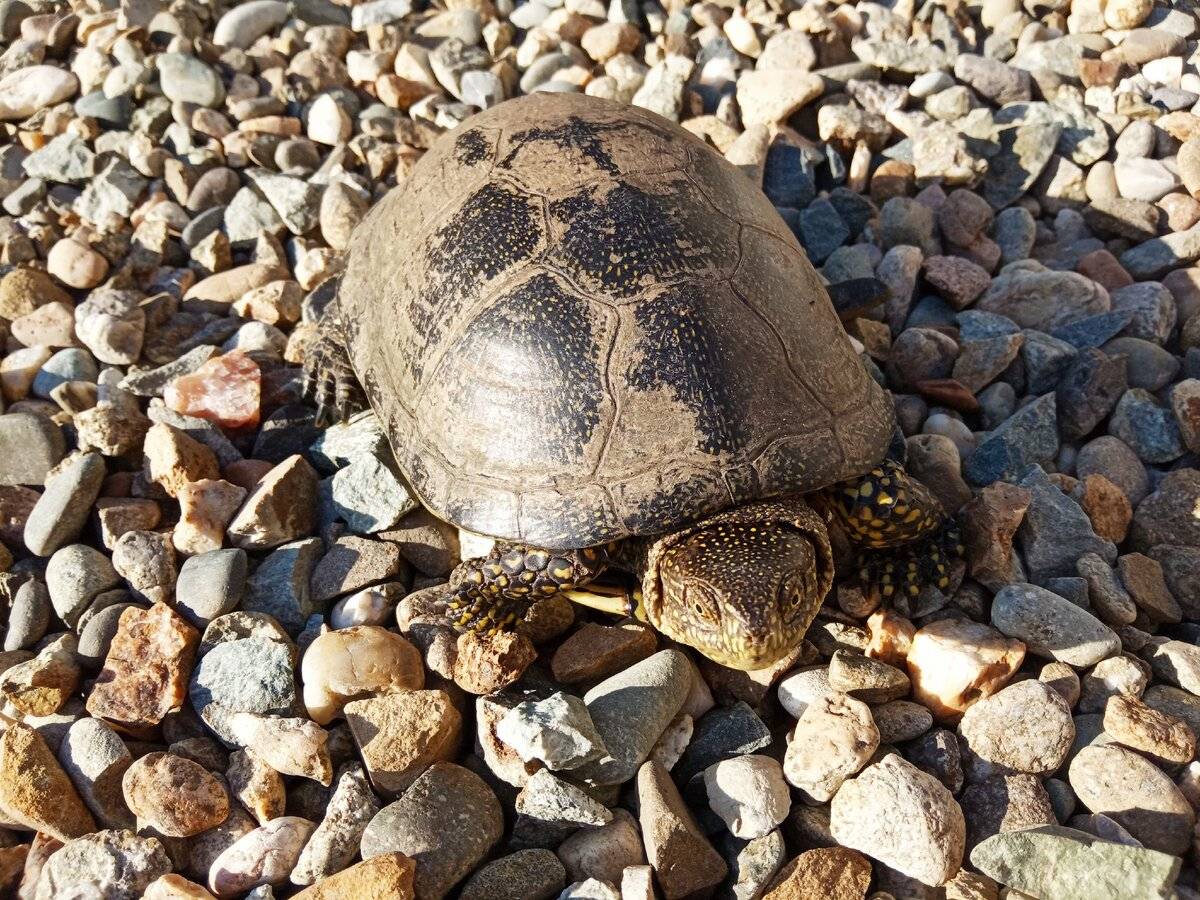 Черепаха - 80 фото самого медленного пресмыкающегося на суше