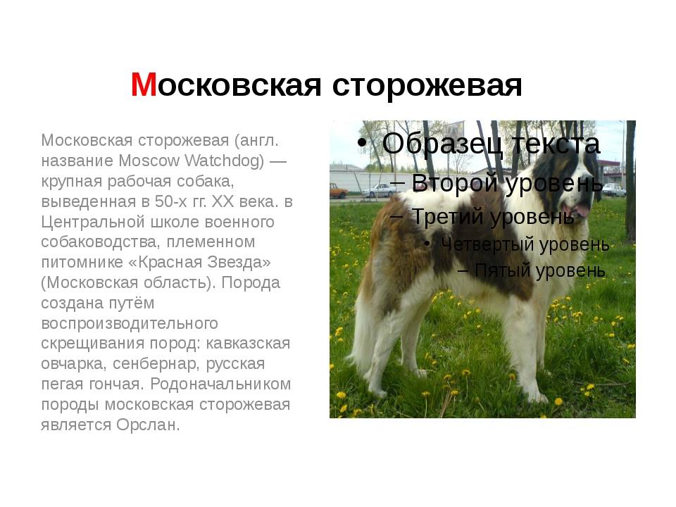 Московская сторожевая: фото собаки и характеристика породы
