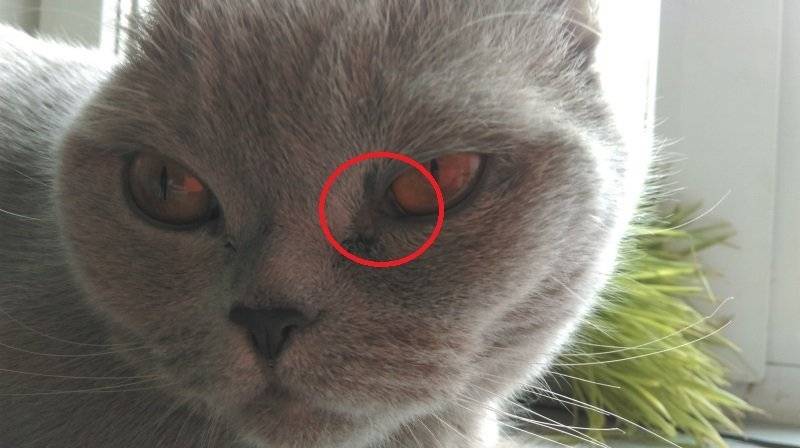 Причины темных выделений из глаз у кошки | звери дома