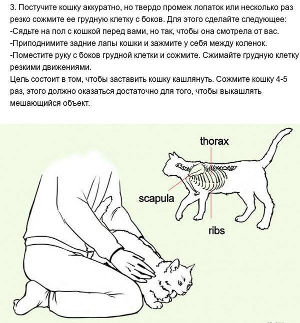 Кошка тяжело дышит и хрипит - причины, симптомы, лечение