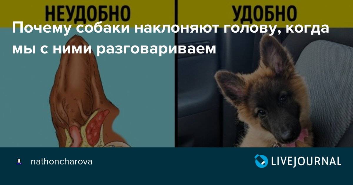 Зачем собаки наклоняют голову, когда слушают хозяина - gafki.ru