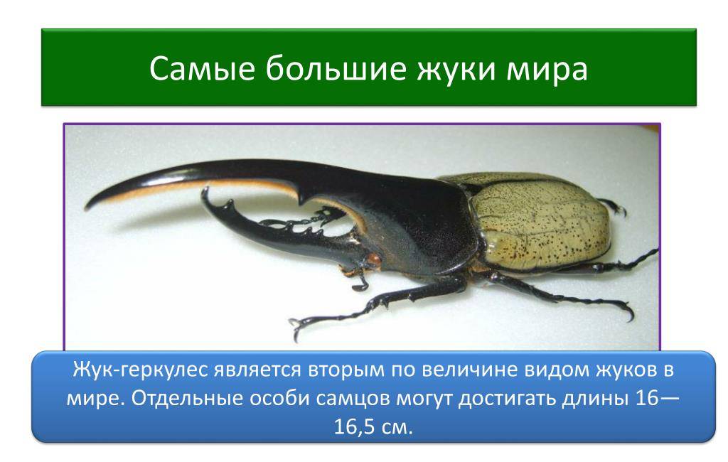 Особенности размножения и поведения жука геркулеса