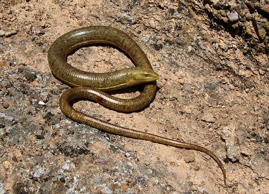 Образ жизни и отличия от змеи безногой ящерицы желтопузика