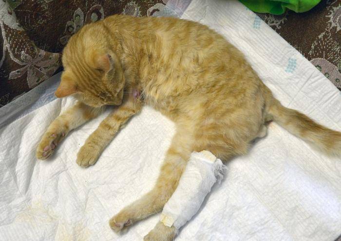 Перелом лапы у кошки: что делать, симптомы, лечение