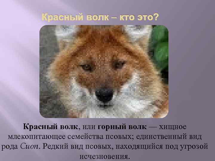 Красный или горный волк: описание, особенности поведения и интересные факты :: syl.ru
