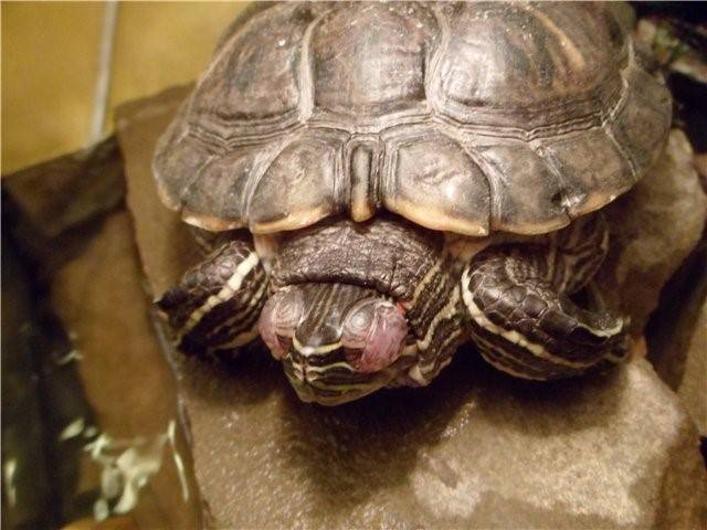 Болезни красноухих черепах: симптомы, лечение, профилактика