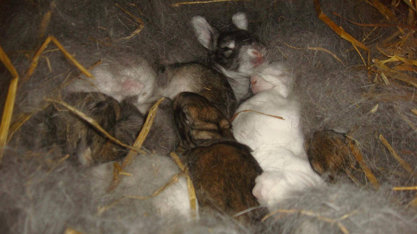 Почему крольчиха разбрасывает крольчат: причины и методы решения