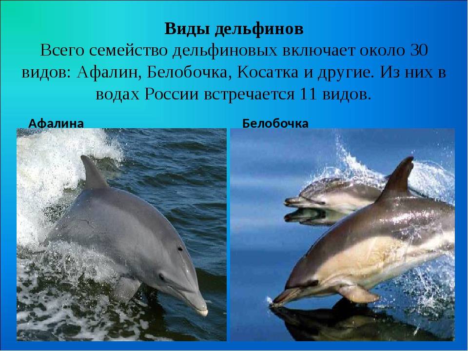 Дельфин. особенности и среда обитания дельфинов