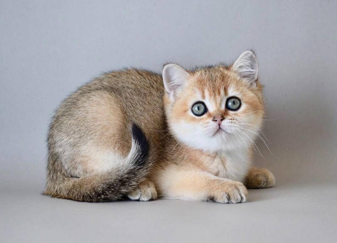 Содержание золотой шиншиллы: особенности, уход за британским котом, фото кошки