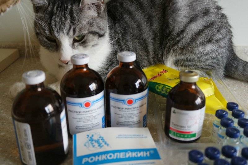 Симптомы, лечение и профилактика заражения котенка глистами: как проглистогонить малыша в домашних условиях?