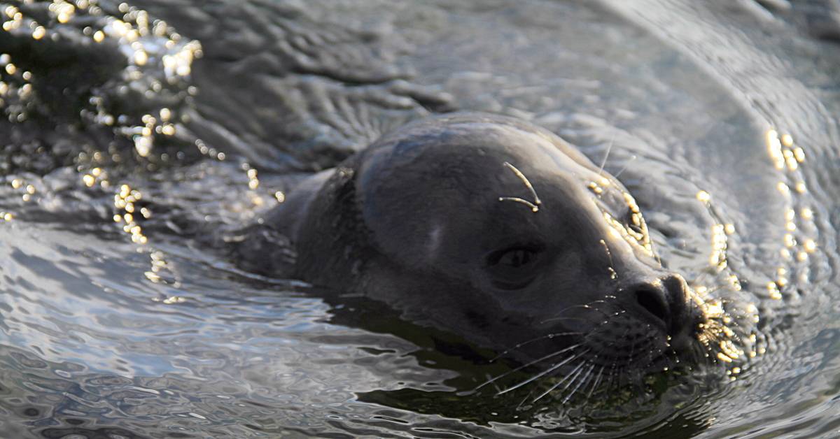 Интересные факты о тюленях (с фото) | vivareit