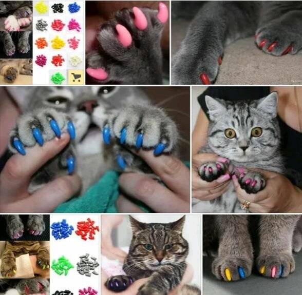 Накладки на когти для кошек: силиконовые и резиновые, как надеть, отзывы