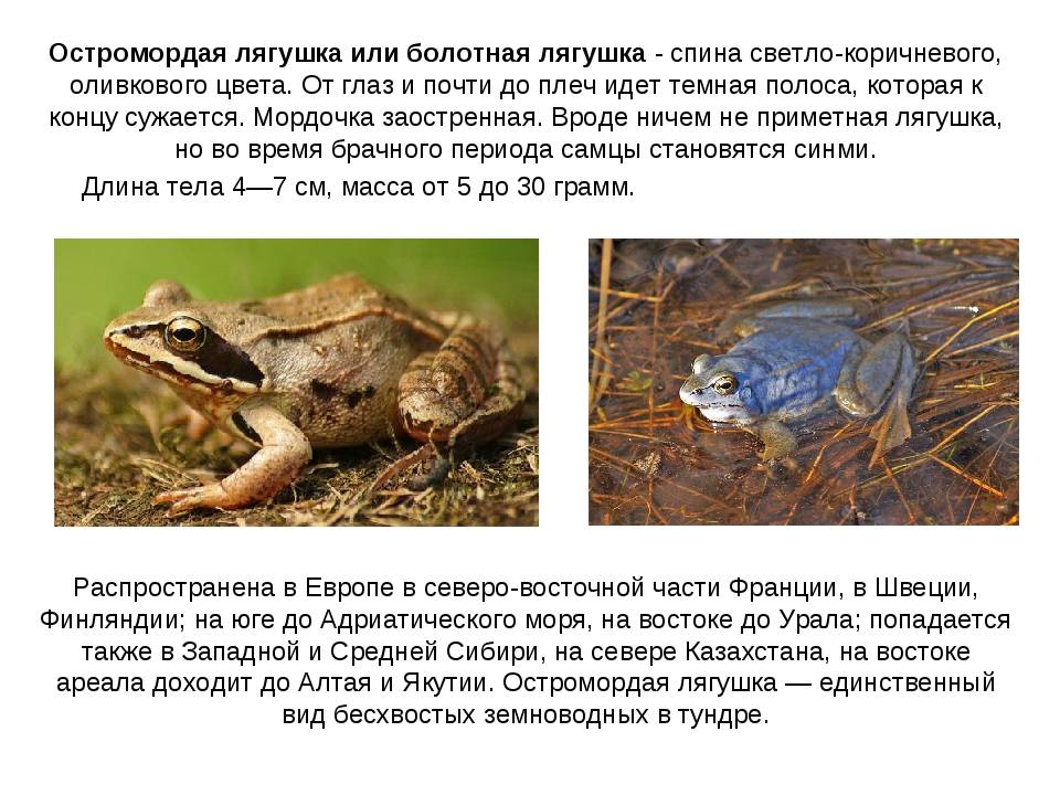 Остромордая лягушка (фото): как выглядит, где обитает, чем питается и интересные факты