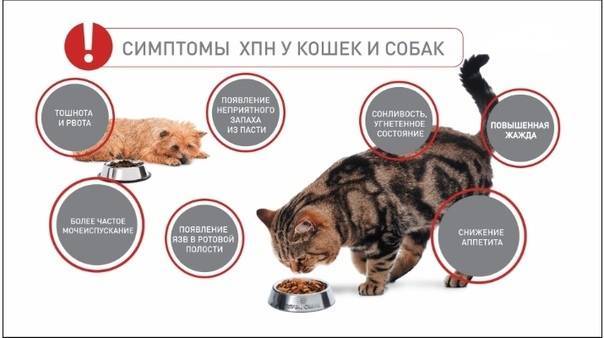 5 симптомов болезни почек у кошек - причины и лечение