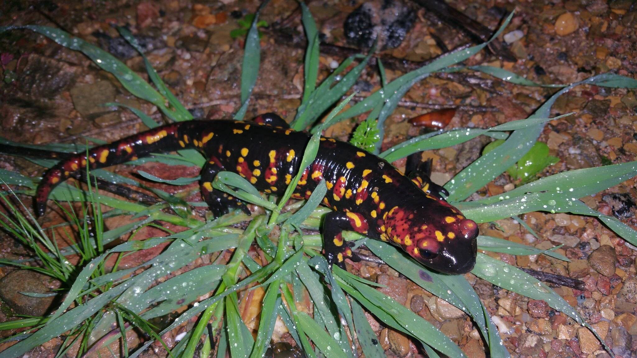 Саламандра животное. образ жизни и среда обитания саламандры
