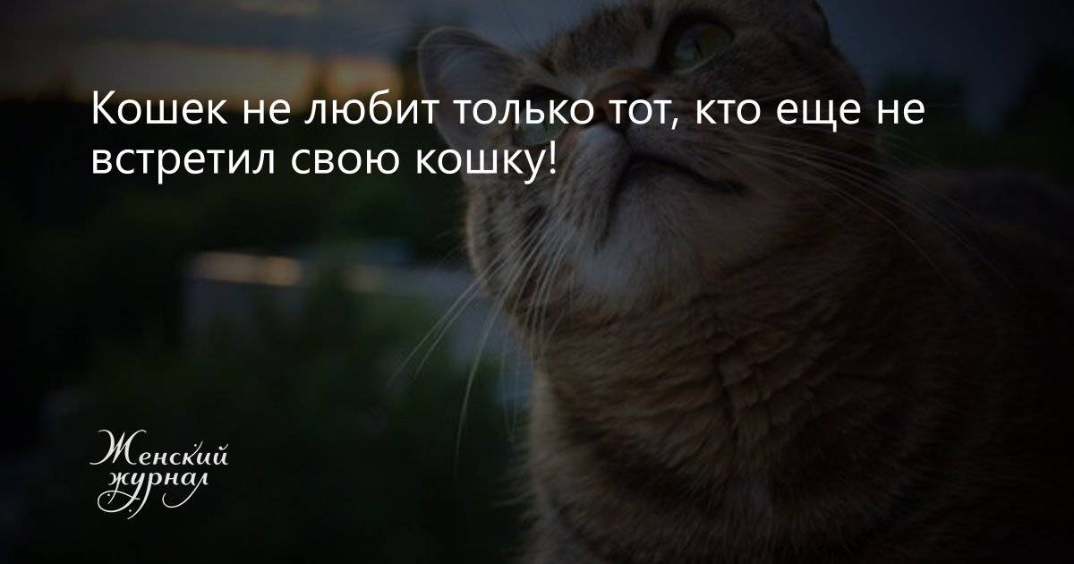 Вещи, которые кошки не любят, но не могут об этом сказать - gafki.ru