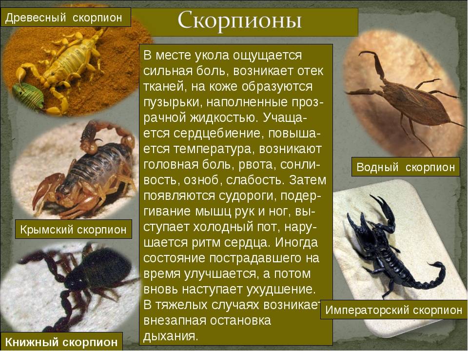 Скорпион – описание, виды, чем питается, где обитает, фото