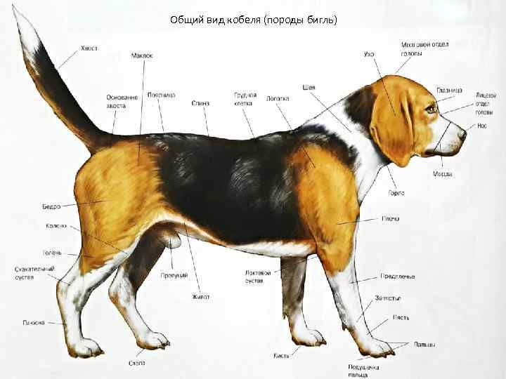 Собаки породы бигль: описание, основные характеристики, внешний вид и характер