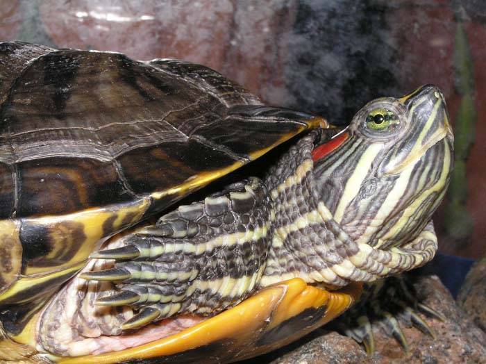 Красноухая черепаха в домашних условиях: уход, чем кормить, фото