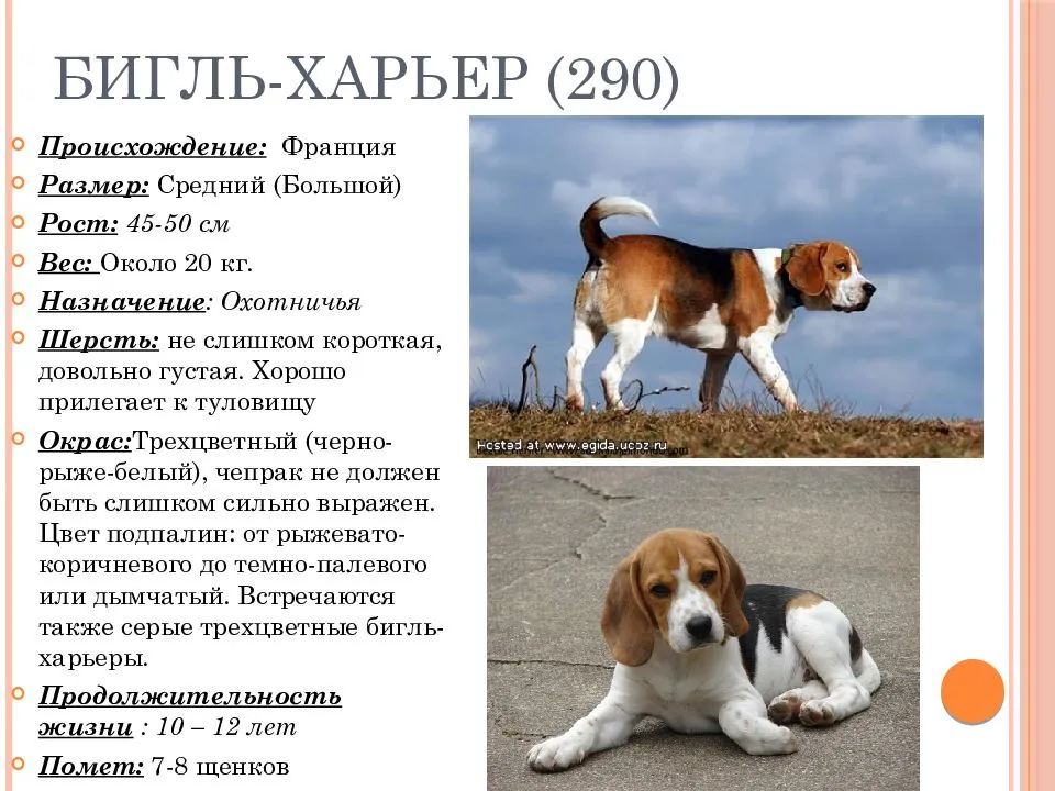 Бигль (beagle) – описание породы с фото