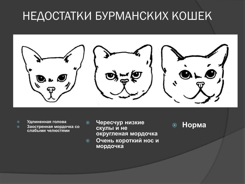 Как отличить кота от кошки - 5 методов