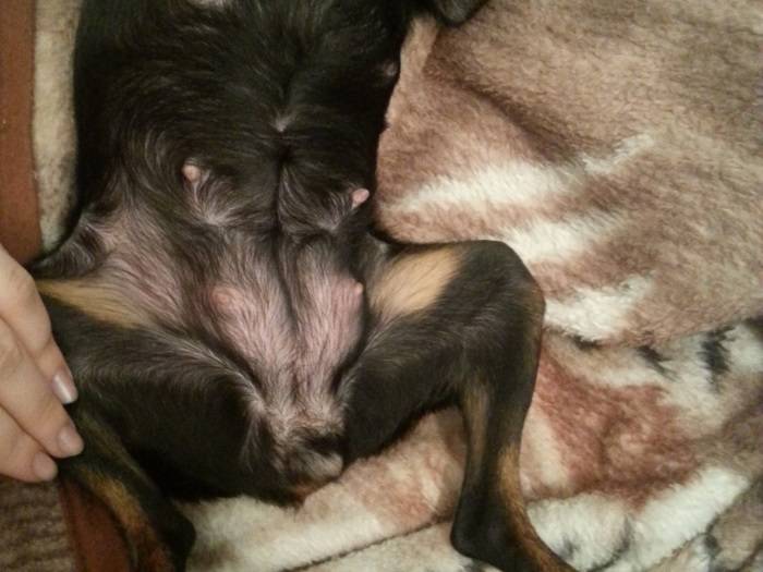 Стерилизованная собака, есть ли течка: бывает ли после стерилизации
