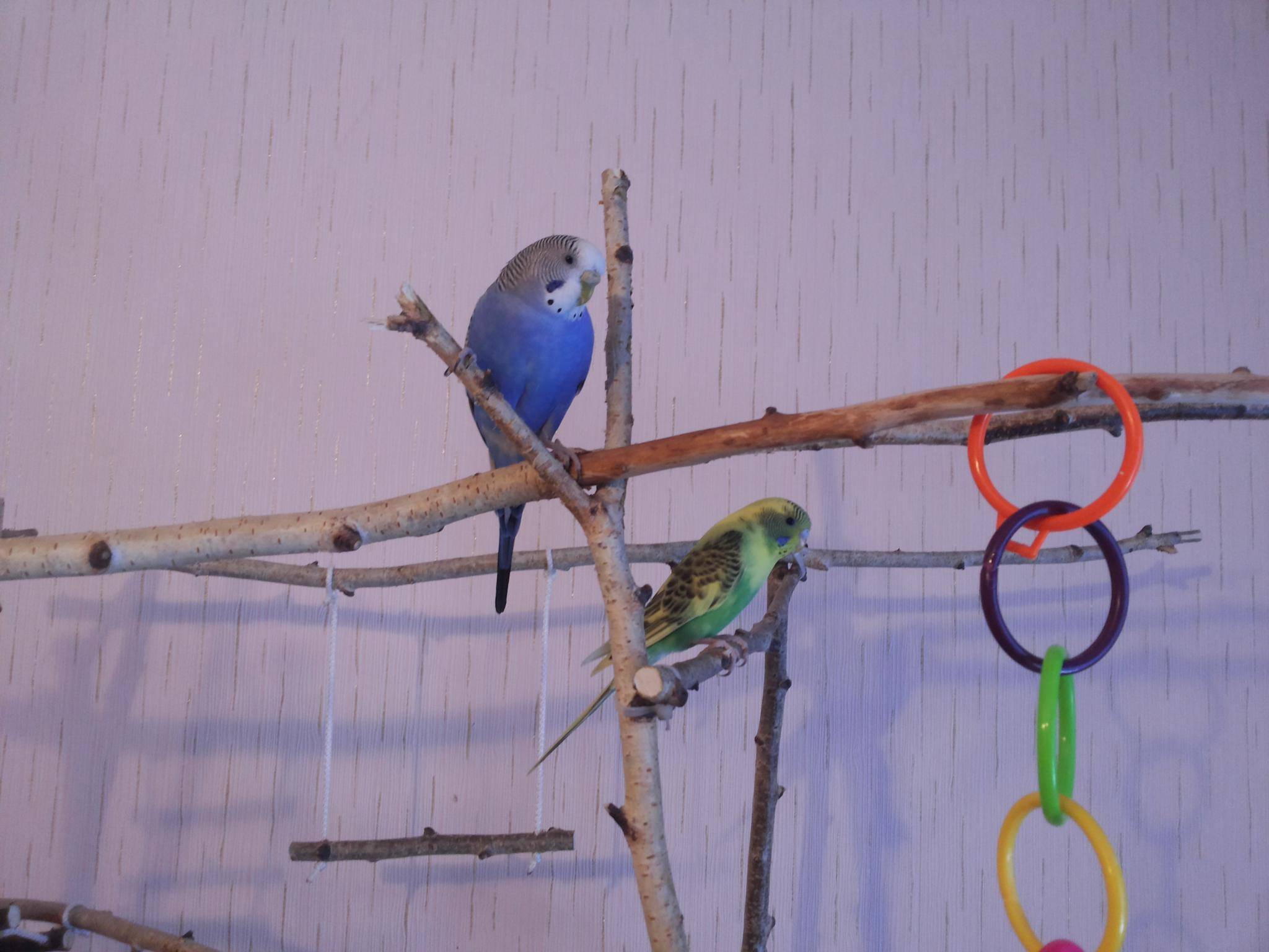 (обновлено) жёрдочки для попугая волнистого и корелла: какие бывают, из какого дерева и как сделать своими руками