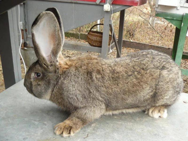 Описание и особенности кроликов породы фландр: содержание, достоинства и недостатки, отзывы