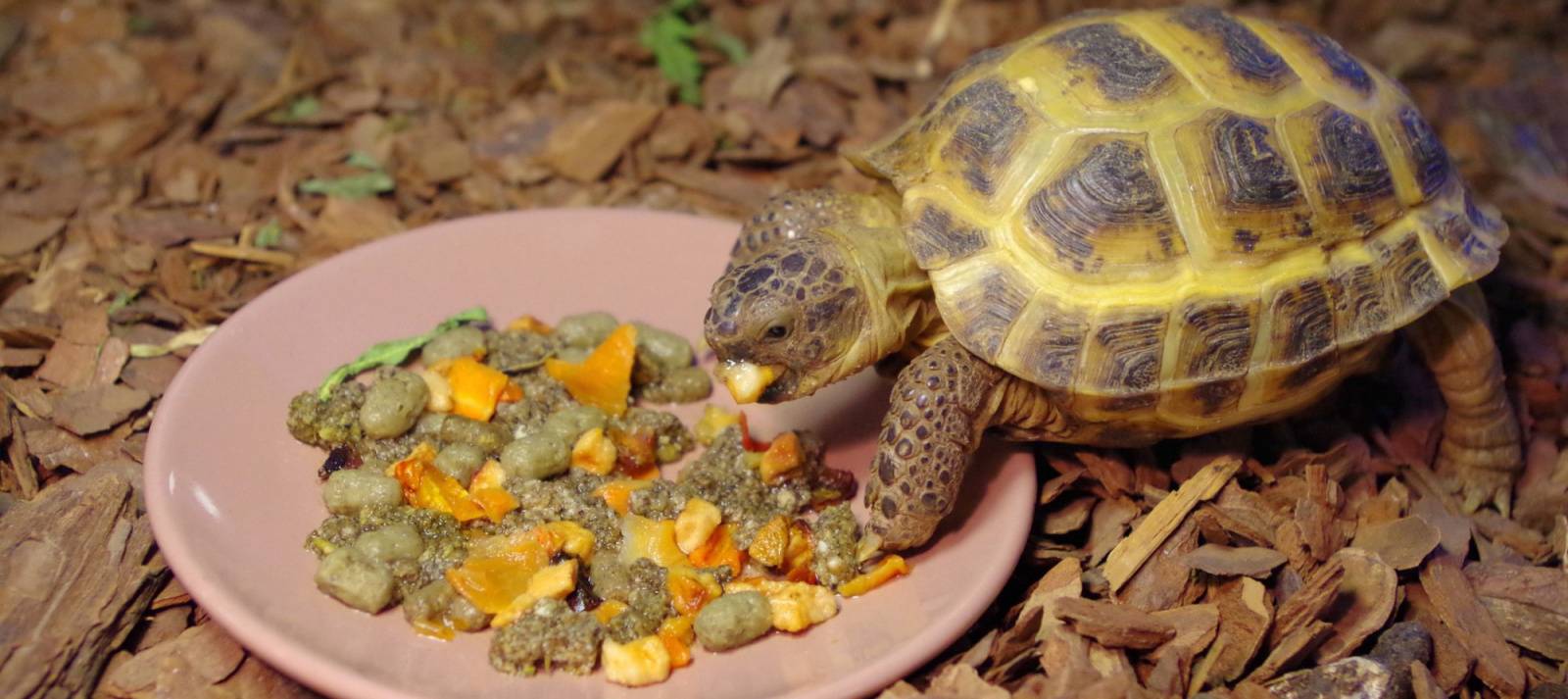 Чем кормить водную черепаху в домашних условиях, список!