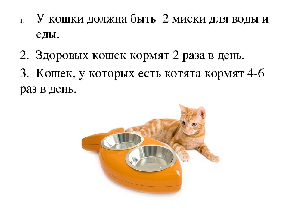 Как содержать кошку в квартире: советы и рекомендации
