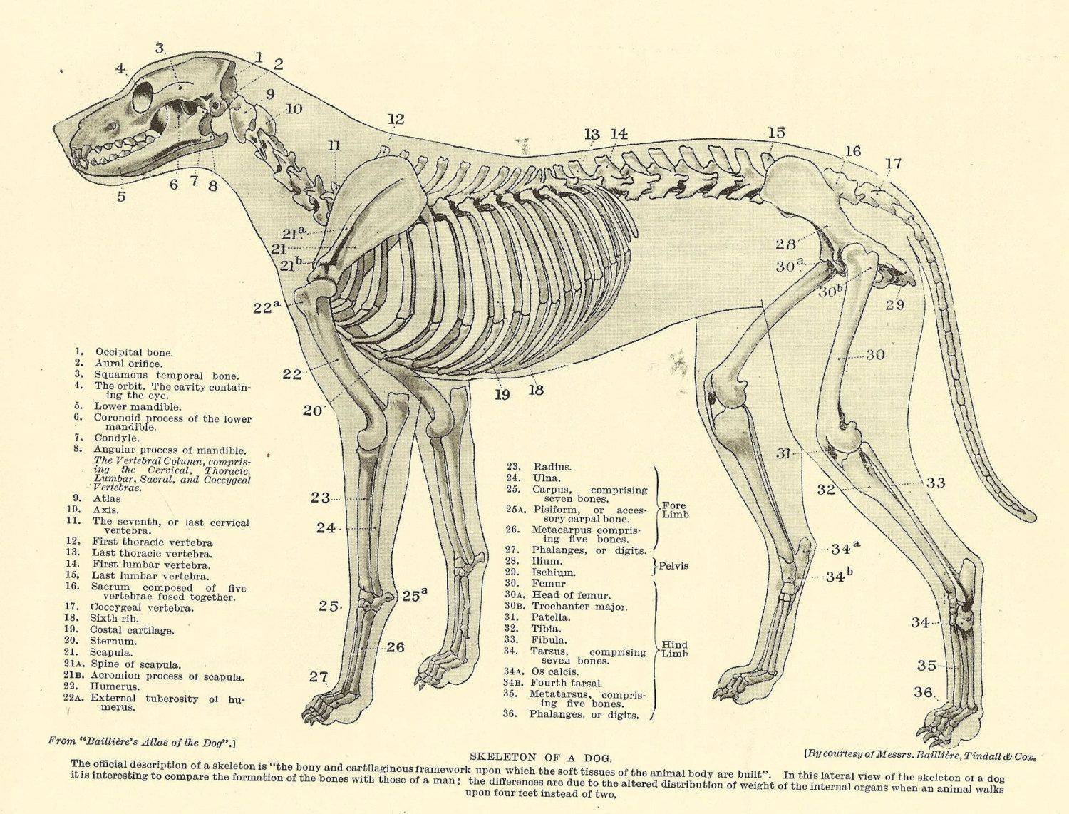 Анатомия собак: органы и скелет, физиология собаки, жизнедеятельность всех систем, феномены собачьего организма