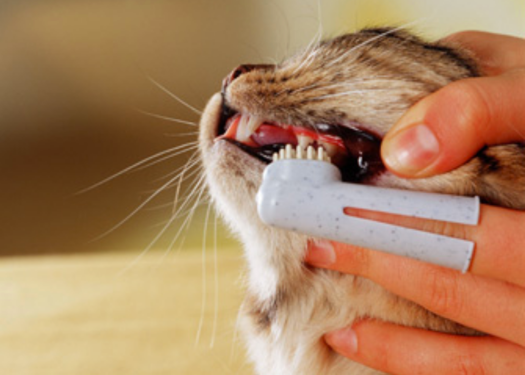 Гингивит у кошек: симптомы, лечение, профилактика