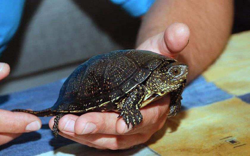 Болотная черепаха: уход и содержание в домашних условиях