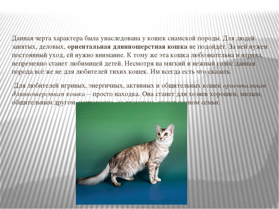 Кошка гавана браун-описание породы